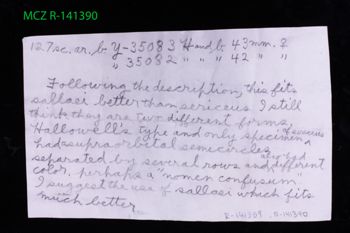 Media type: image;   Herpetology R-141390 Description: Specimen photo;  Aspect: label